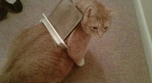 8 Cats That Embody The Struggles of Binding