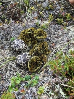 little-witchys-cottage:I give you moss birdiesThey are actaully called golden plovers