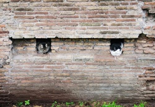 Porn photo catsbeaversandducks:  Roman Cats Turn A Historic