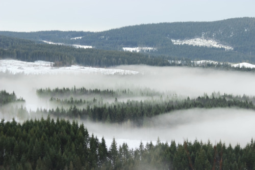 comoxphotography: Forbidden plateau beneath a sea of fog.