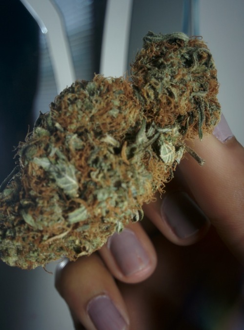 sin-and-sinsemilla: .picked some really pretty flowers today…