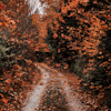 kinderhearts:Happy fall 🍂