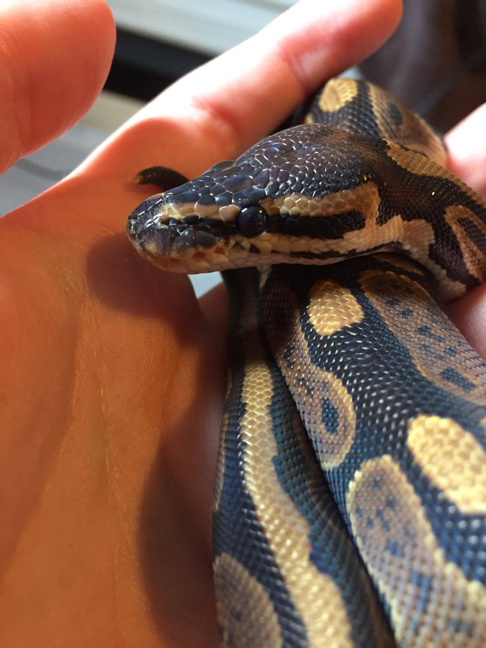 sharksiesta:  sharksiesta:She’s such a pretty lady   😭  😭 [Eggy - female