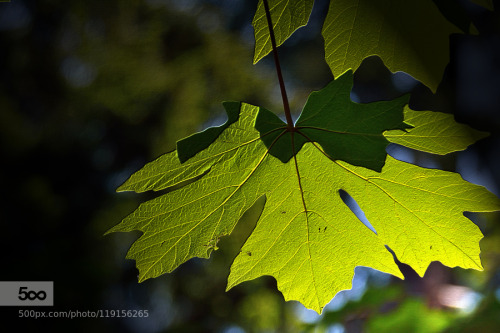 eda11y:  Maple Leaf by elmarl65