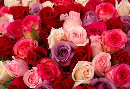 Beautiful Roses