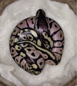 mkmorphs:  Baby 3 is out of the egg! Clutch