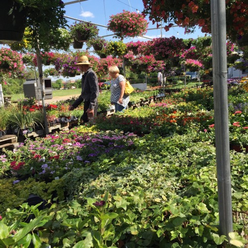 electricluvv: went to a local farmers market/garden center ☁️