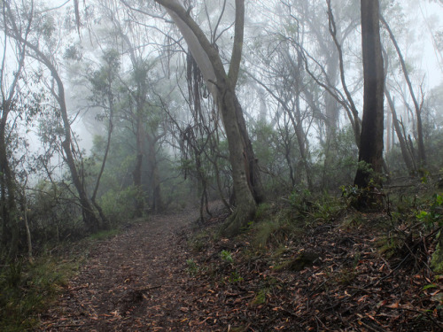 Nellies Glen, Katoomba, Blue Mountains by Geoff Smith