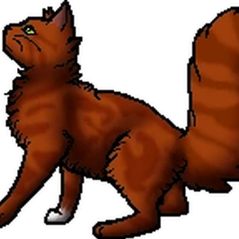 A Squirrelflight Stimboard With Dark Orange And Fire Stims As Requested By @catpawws-17 !!!1 (for Some