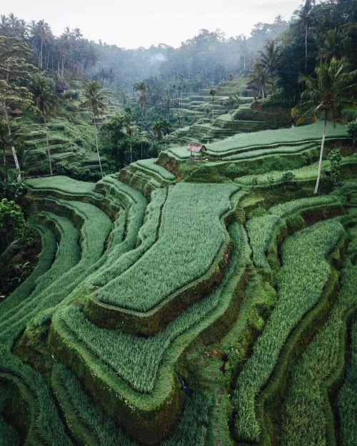 XXX utwo:   Beautiful Eco Bamboo Villas in Bali© photo