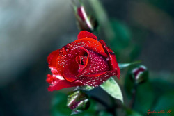djferreira224:  A rose is born by Gabriella Hal on Flickr. 