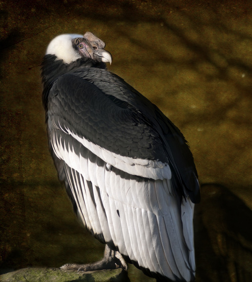 dezzoi:New World Vultures(Turkey Vulture) (Black Vulture)(California Condor)(Lesser Yellow Headed Vu