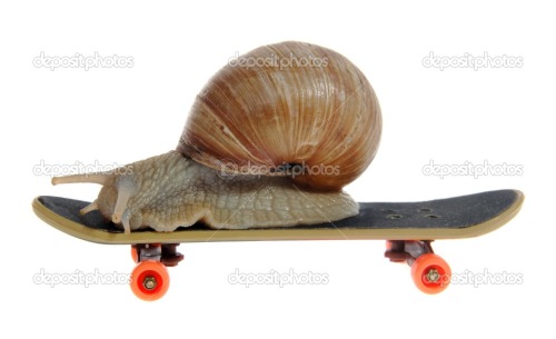 kingcheddarxvii: okhammock: all of the pics of snails on skateboards yr gonna find  Thank you! 