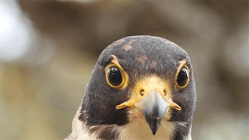 The most majestic of beasts — fuckyeahfluiddynamics: Peregrine falcons are...