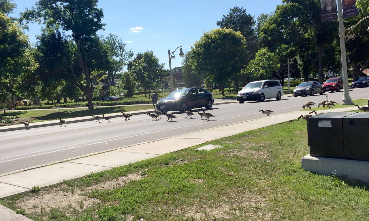 pom-seedss:  pangur-and-grim: big duck energy: stopping traffic to paddle across