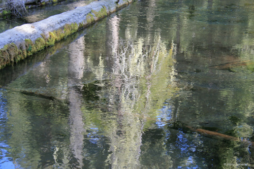 Reflection - Clearwater River - OregonHarry Snowden