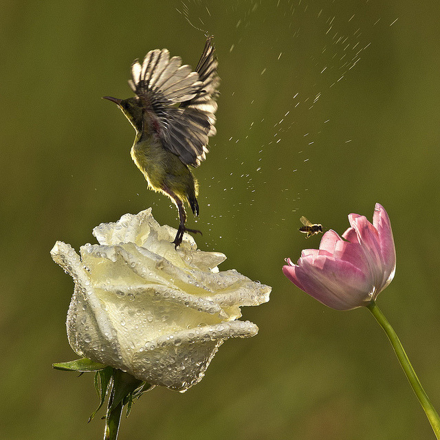 animalgazing:
““I Believe, I Can Fly” by yanen31 on Flickr.
Burung Kolibri - Burung Penghisap Madu - Sunbird - Nectariniidae
Location : Jakarta - Indonesia
”