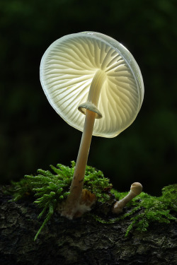 in-creible:  Setas fluorescentes.  Fluorescent mushrooms. Foto. 