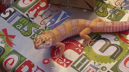 Christmas geckos, except Sprint because she wouldn’t stay still.