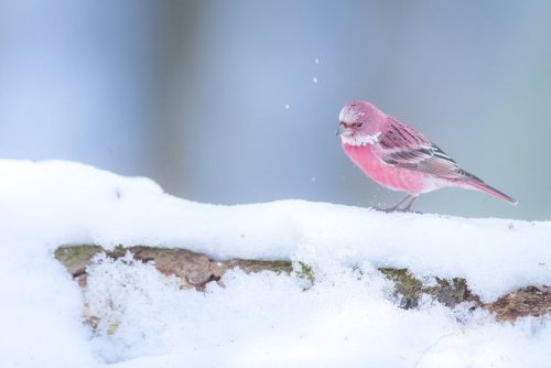 l1l:gaystation-4:tanuki-kimono:Well named Rosefinch bird, looking like cotton candy in the snow, pho