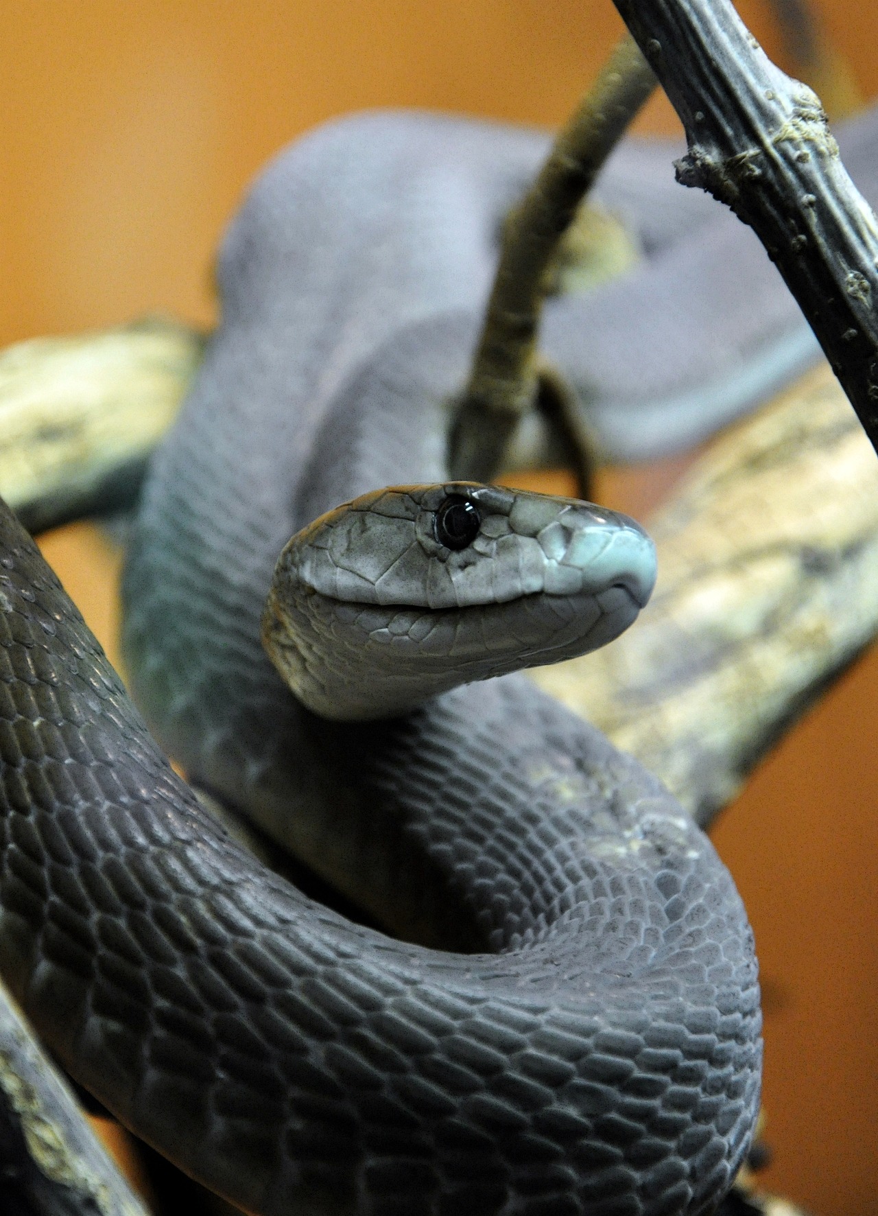 lovingexotics:   Black MambaDendroaspis polylepisSource: Here   