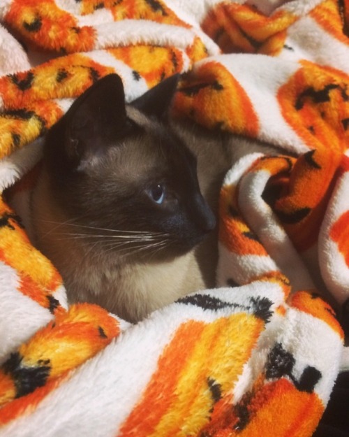 siameseandco: A warm bundle