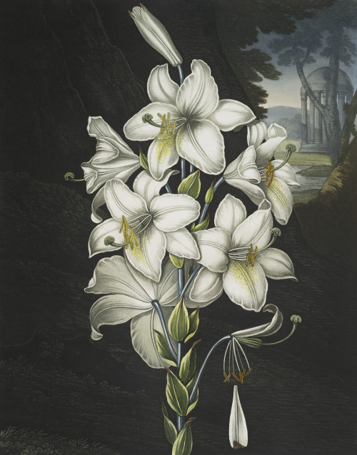 The White Lily / with Variegated-leavesEngraved by Joseph Constantine Stadler (German; active 1780–1