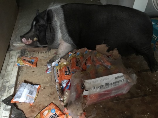 russellwilson:  russellwilson:   russellwilson:   russellwilson:  good morning everyone my pig stole a box of top ramen out of the pantry, ate 11 bags, then laid in the noodley carnage how are you all doing     omg i am getting a ton of comments and messa