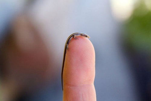 ex0skeletal-undead: uhohmarty: Tiny baby skink lizard. Their bones are so tiny