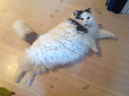 My cute, fat, fluffy and dorky cat Lovis. I think this photo represent all of it.