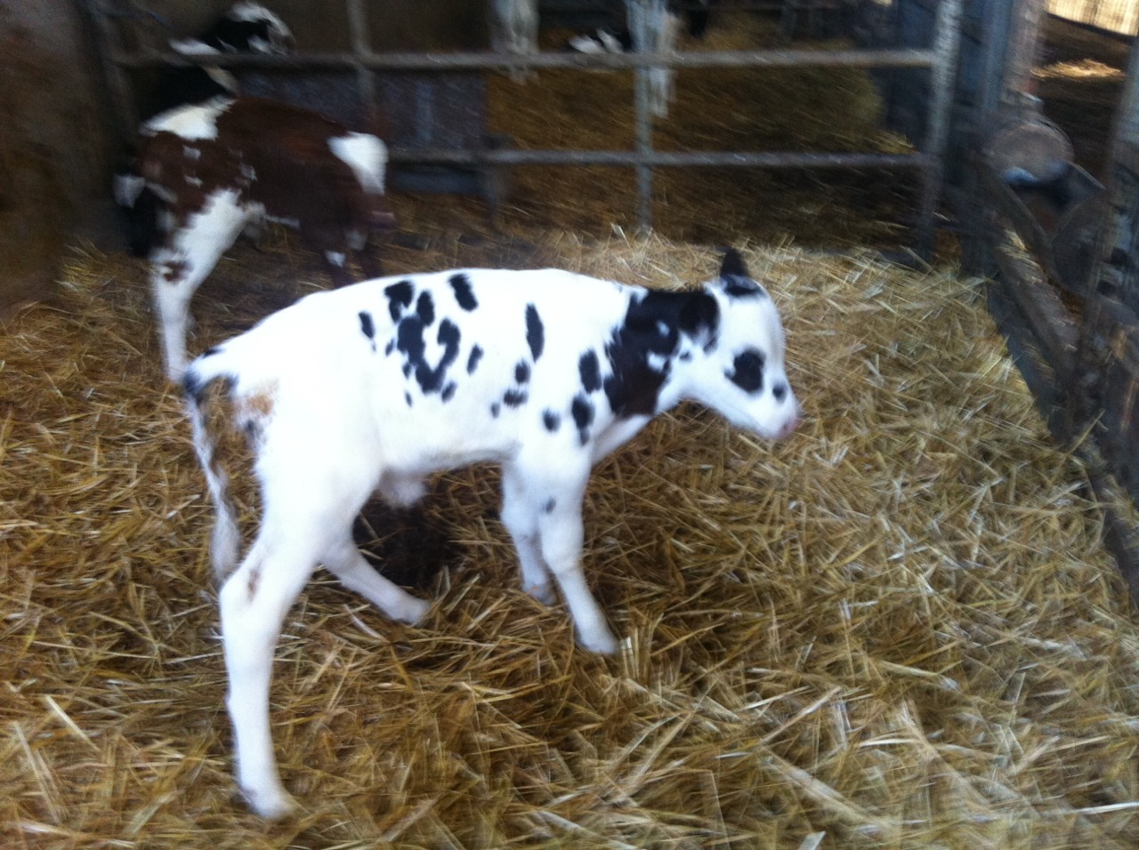 the-cowgoes-moo:  Lili/Solo/Snowdrop  Doing so well, and still loves my fingers!