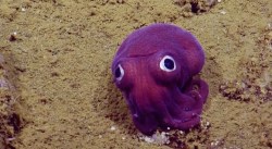 excited-octopus:  badgerydoo:  sixpenceee:
