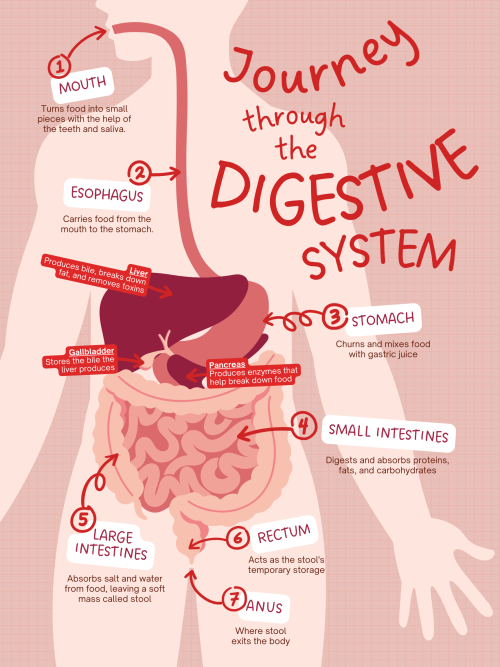 Navigating Life With Stomach Issues: Coping Strategies For A Healthier YouShaina TranquilinoDecember
