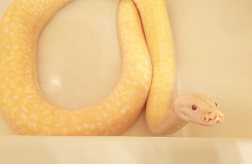 solid-snakes:Compared to Marzipan, Hoagie is tiny! He also hates bathtime. 