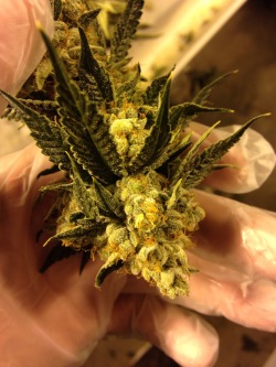 smokebluntskillcops:  Pure og southern Cali grown