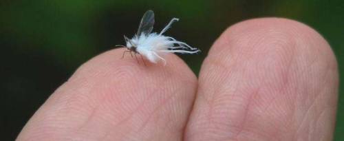 milkmoon:  the-darkest-of-lights:  princenotcharming:  princessplutto:  bonemoss:  no offense but have u seen wooly aphids  I thought this was a little fairy  I’ve actually always called these fairies lol. I even got a pic of over somewhere that looks