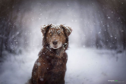 Porn photo awesome-picz:    Photographer Captures Soulful