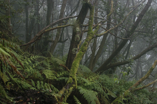 xcentris:{misty mornings, Uenuku and the forest affair…} a quick follow up.