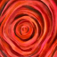 rose-rous