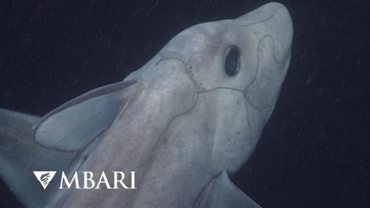 Deep-Sea Ghost Shark Filmed Alive In Ocean For First Time