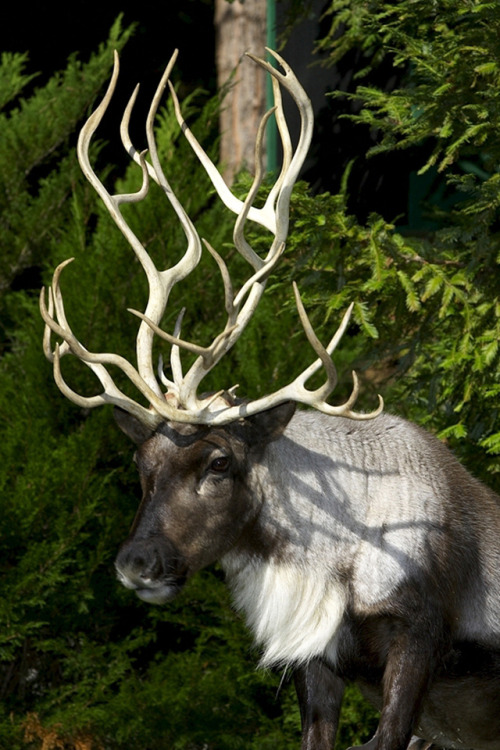 thingswithantlers:Reindeer/caribou with severely deformed antlers (X)