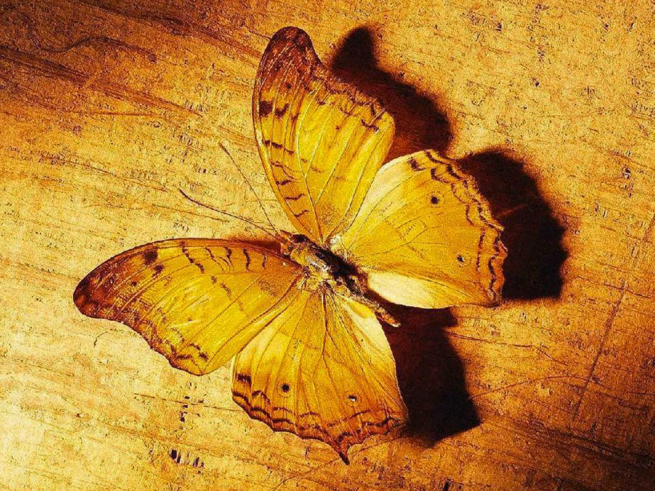 djferreira224:  Camouflaged butterfly 