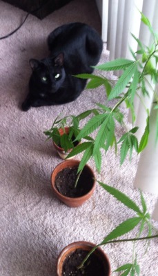 katandros:  Reefer kitty.. Enjoying them