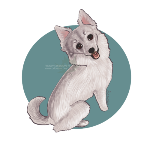 bezumiye: 1 hour and 15 minutes. Chibi of Yuma the White Swiss Shepherd. @yumamoo Redbubble | Z