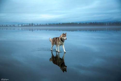 asylum-art:Two Siberian Huskies on a frozen lakeWhen two Siberian Huskies go for an adventure on a frozen lake, a beautiful series of images captured by the Russian photographer Fox Grom. A pretty surreal vision!