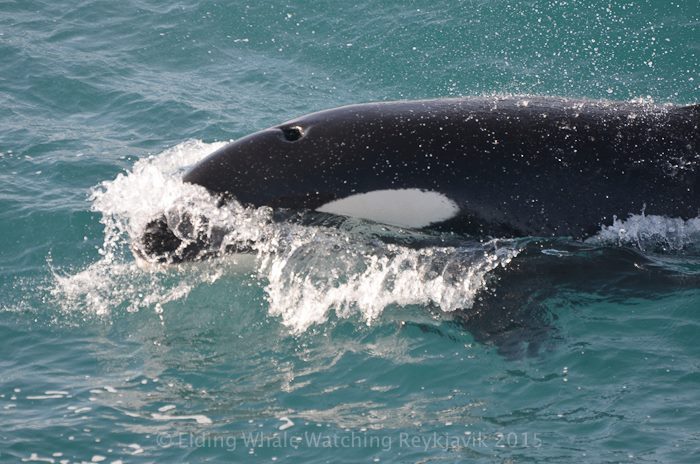 orcalovingbeing:Reykjavik, Iceland 30.03.2015Beautiful orcas off Reykjavik