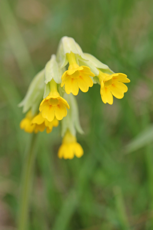 Primula veris (cowslip, common cowslip, gullviva).