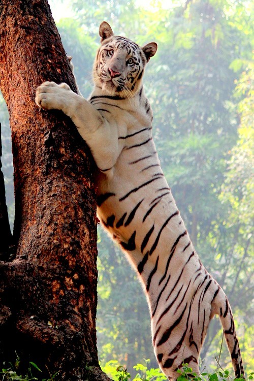 wonderous-world:  Vogue Pose by Ali Arsh