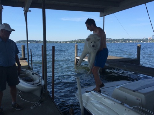 skookumthesamoyed:  A wonderful day out on Lake Washington! Of course no day out on the boat would be complete without Skookum freaking out and refusing to jump off the boat and Jason having to carry him :)