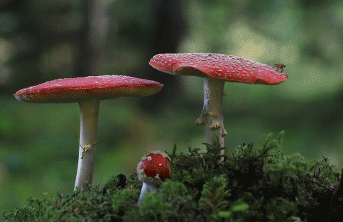 letslivethetrippylife:  ~~FOLLOW ME TO TRIP~~